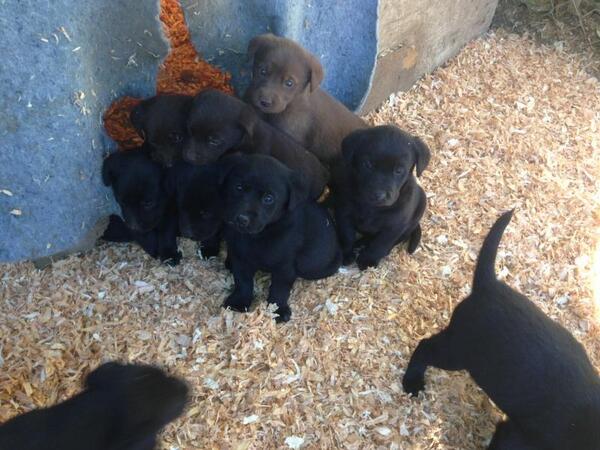 Going to look at these little rascals tomorrow, hopefully one (or two) of them will cone home with me