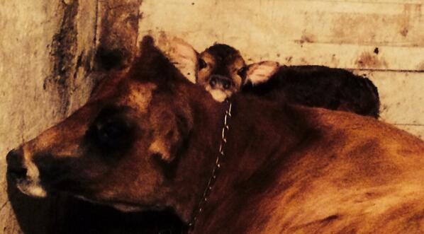 Timothy relaxing with her just born heifer, Hershey