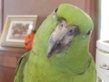NETropical's tweet photo. New England Tropical Pet is now on Twitter http://t.co/yWGwLgP6Ds