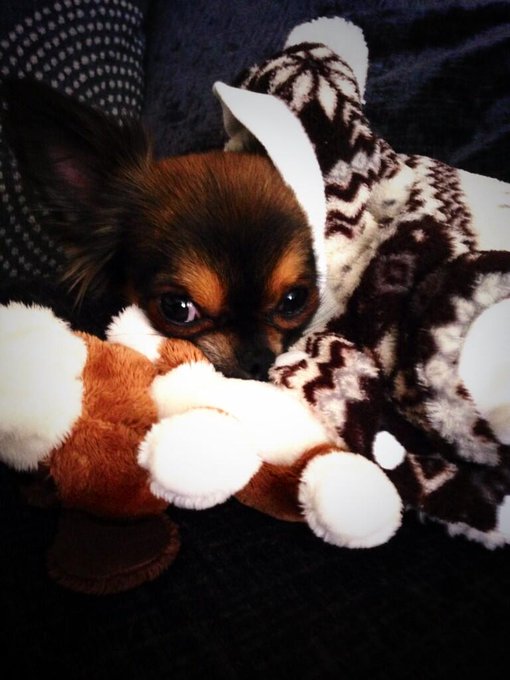 The only man I need in my life. ❤️🐶 #chihuahua #truelove #loyalty http://t.co/EdiS1mAvGx<a href="/tag/chihuahua"class="tags">#chihuahua</a><a href="/tag/truelove"class="tags"><span>#truelove</span></a><a href="/tag/loyalty"class="tags"><span>#loyalty</span></a>