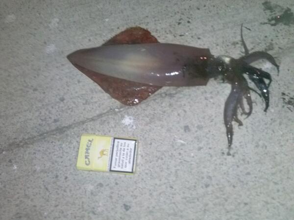 elmagion's tweet photo. Buena pieza la de ayer! http://t.co/r2UdAop4Z9