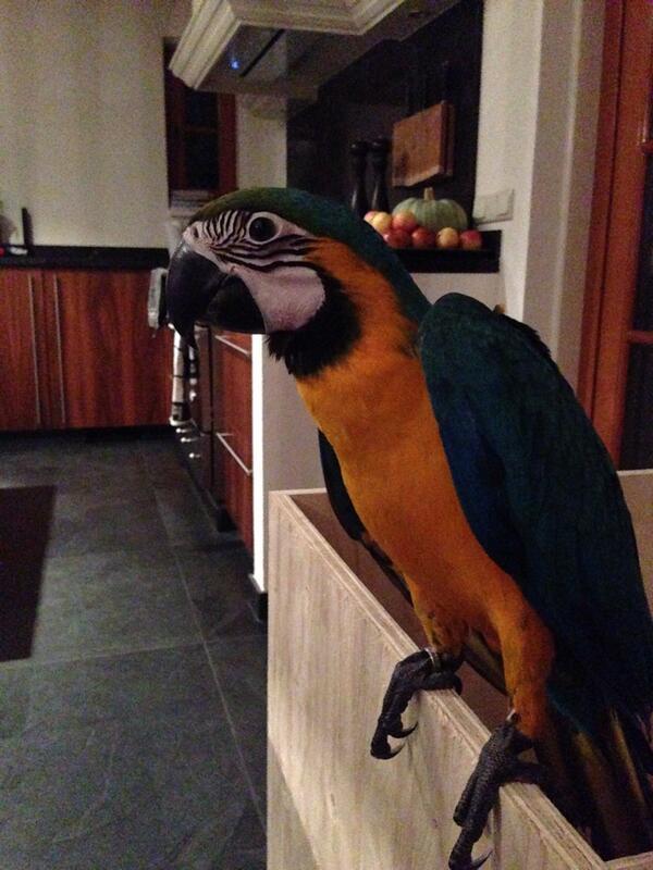 Weggevlogen omg. #daarlerveen jonge blauwgele ara. Als je wat weet of ziet, hoor heel graag. Please RT.