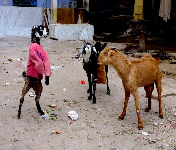 Better than cats - Goats in sweaters:  rt <a href="/digg/">Digg</a> 15m  Goats in sweaters (di.gg/1exoLu3 )