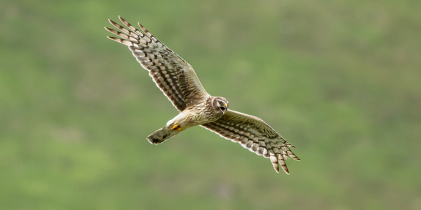 Hen Harrier image taken on Mull
Please sign epetitions.direct.gov.uk/petitions/46473
@RSPB_Skydancer #henharrier #savingnaturetogether