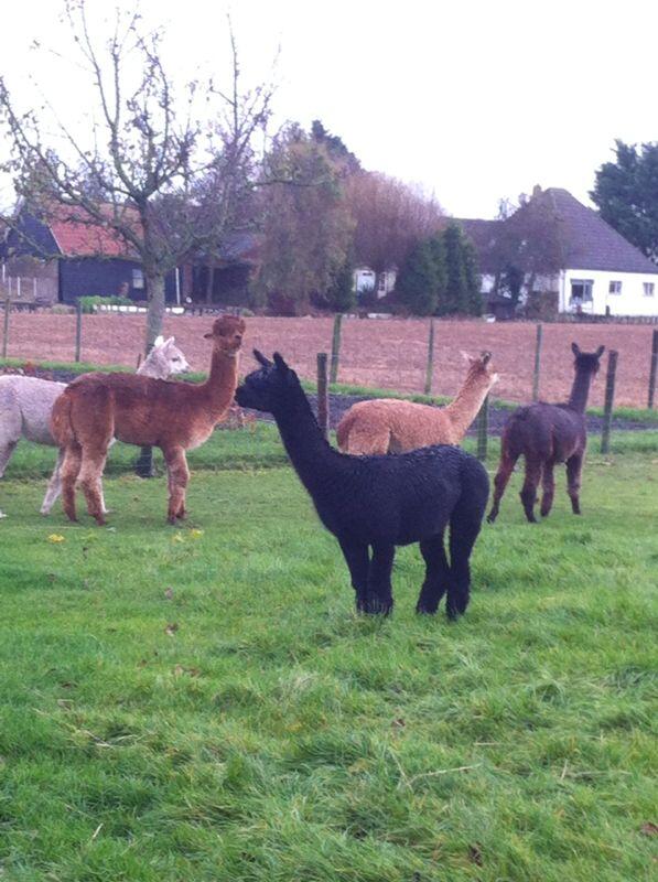AlpacaAndijk's tweet image. Staat mooi tussen onze andere Alpacas.