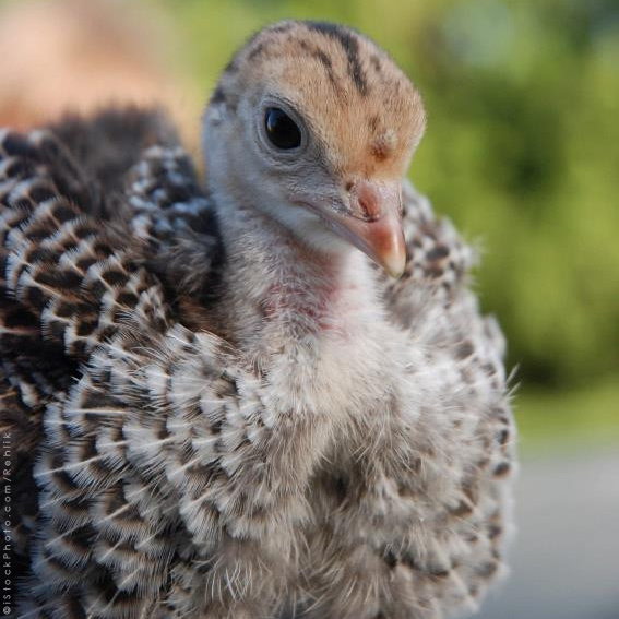 peta's tweet image. SAD FACT: On factory farms, turkeys are slaughtered at only 5 MONTHS OLD. #Thanksgiving 

RT if u don't eat BABIES!