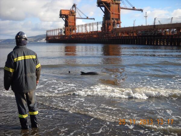verodubetele's tweet image. Un dauphin s'échoue en bordure du Saguenay. Du jamais vu #réchauffementclimatique? #rcsag #rdi