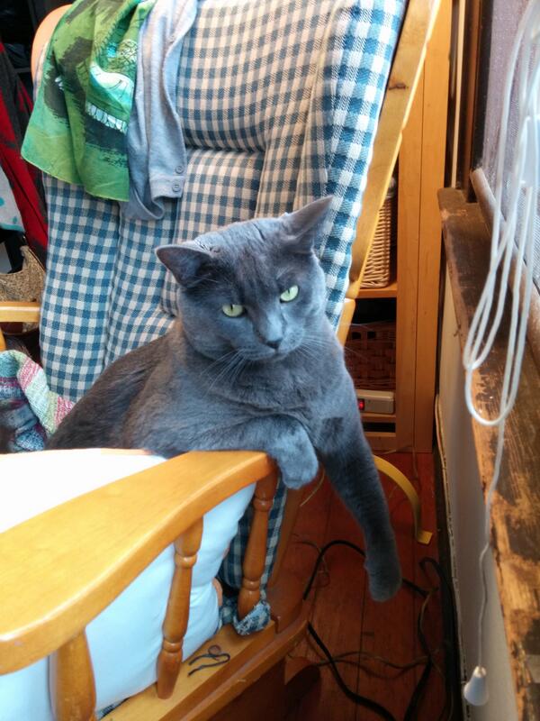 cukiemeow's tweet photo. .@wstrinz @hinats Miaow Meow mao mao hisssss bite bite bite http://t.co/LmKJuMFMmD