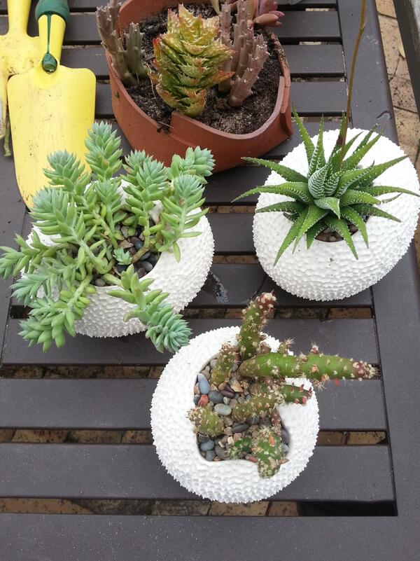 Planted my litchi shell planters today for Ground Xero exhibition this Saturday at Art In The Forest.