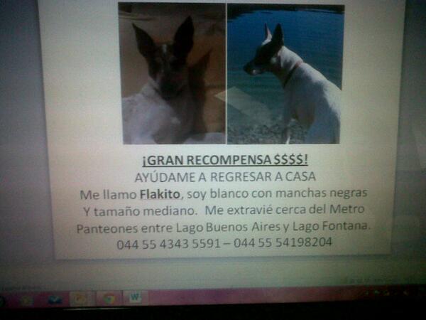 SicaruNani's tweet photo. #Flakito perdido él puefe star n cualquier lugar xfa RT @Col_Cuauhtemoc @Col_Bellavista @RomaCondesa @SylviaPasquel http://t.co/JuumAWRAvT