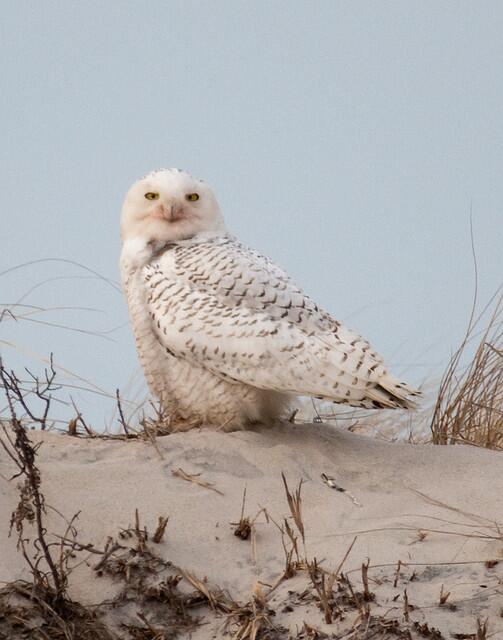 ACT4Bays's tweet photo. Bird Alert: There was a confirmed sighting of a Snowy Owl at Assateague National Seashore this weekend. http://t.co/zhpJoSibY1