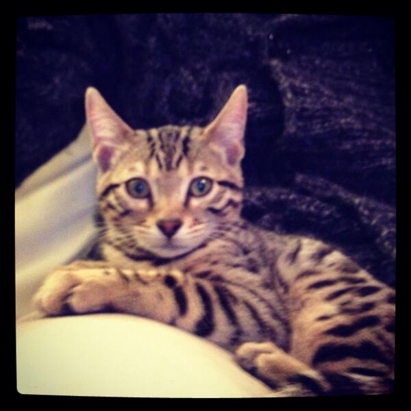 Dodo_Kev's tweet photo. C'est quoi l'amour ? Ben c'est ça non ? http://t.co/3FFnFy3NsG