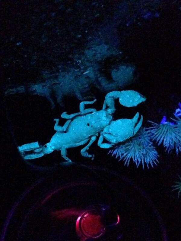 bhartlenxo's tweet image. My boyfriends scorpion is soo cool, #emperorscorpion #creepy #scorpion #boyfriend