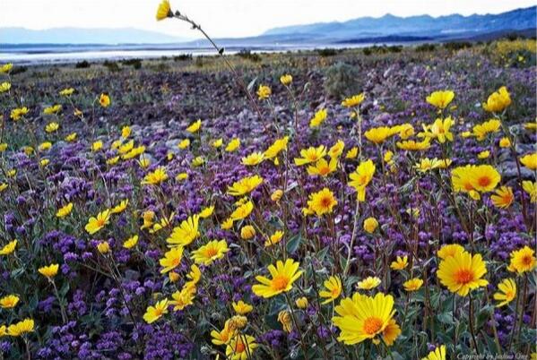 McLegend_64's tweet image. #DeathValley #Spring2004