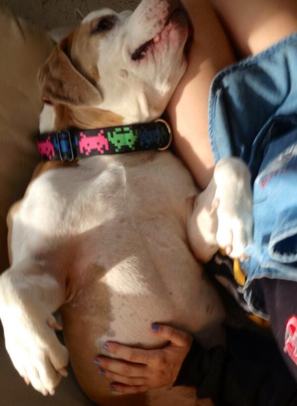 Anna O Thomas tweet media