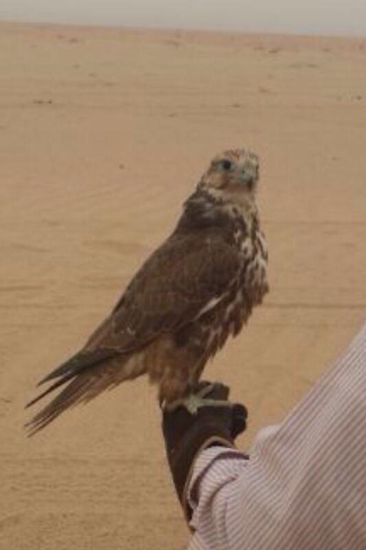 BuRashed_A's tweet photo. ياجماعه طير ضايع عند شبك الطشه في حجل بسم نواف بن ناجم الرجاء الاتصال وشكرا http://t.co/GqiIuMcBXP