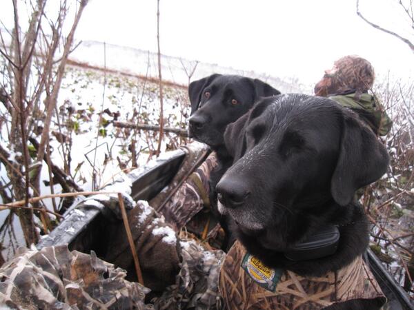 #DUpics Photo of the Day! "<a href="/ewnolds/">E.W.Nolds</a> Hunting near Meadville, pa w/ 1 dog asleep #DUPics "