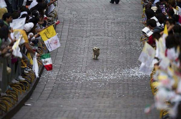 greenpigsfly's tweet photo. This picture of the worlds happiest dog thinking he has his own parade makes me far to happy http://t.co/1GvuKu2UEh