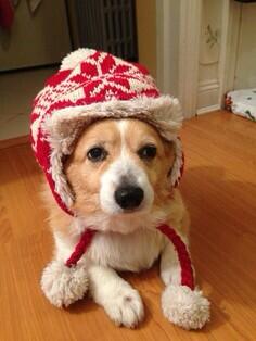 CorgiCorgis's tweet image. Keeping warm and snuggly #corgi #winteriscoming