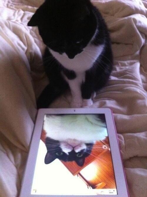 catselfies's tweet photo. Got caught taking a selfie http://t.co/JBmnYBUW0I