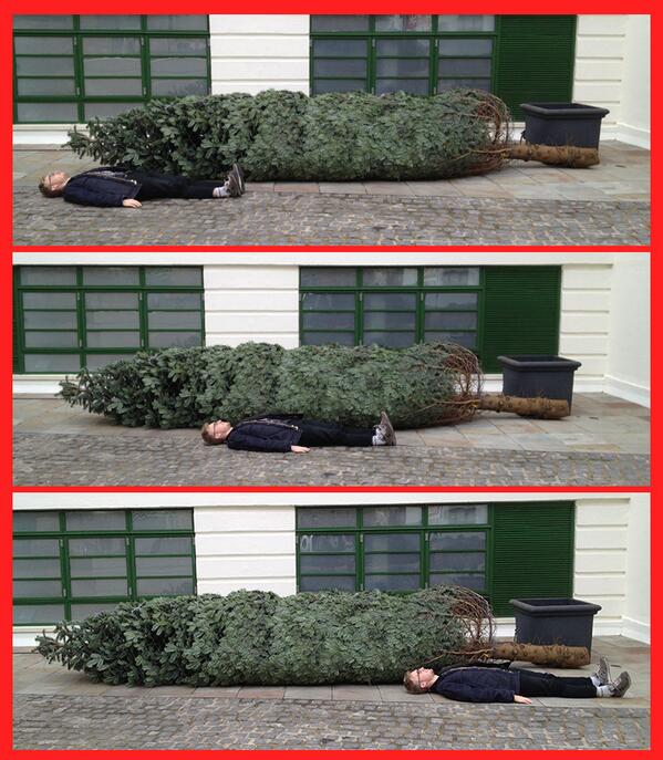 McCann_UK's tweet photo. No need to return it; with Thomas' help &amp; some simple maths, we found our new "18ft" Christmas tree is actually 18ft http://t.co/OuOWo0TPij