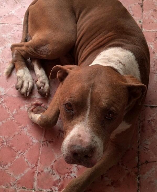 Jean_Manel's tweet photo. Éste es el perro que me encontré. Si alguien lo reconoce. 9831399153 @VivoEnChetumal . http://t.co/Ho9QNwMRmg
