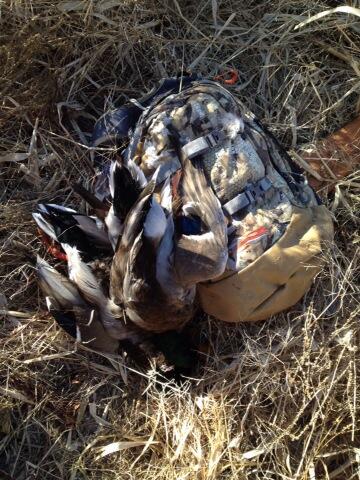 Orange feet hangin from the bag! Lovin it