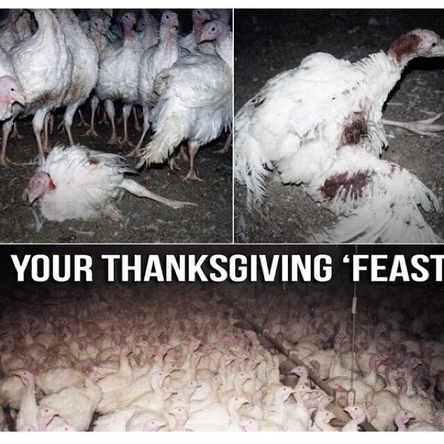 #NoTurkey know what has to happen for you to eat your dead animal feast #vegan http://t.co/rnki7ISet