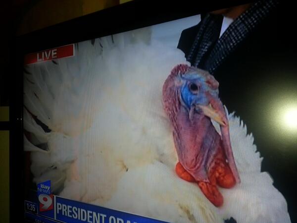 A Lot to Be Thankful For - It's a Presidential reprieve for Popcorn and Caramel! #Thanksgiving