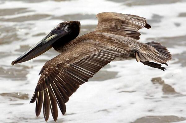 Abstract deadline extended to 12-2 same day as early registration incentive deadline. See TheSNVB.org