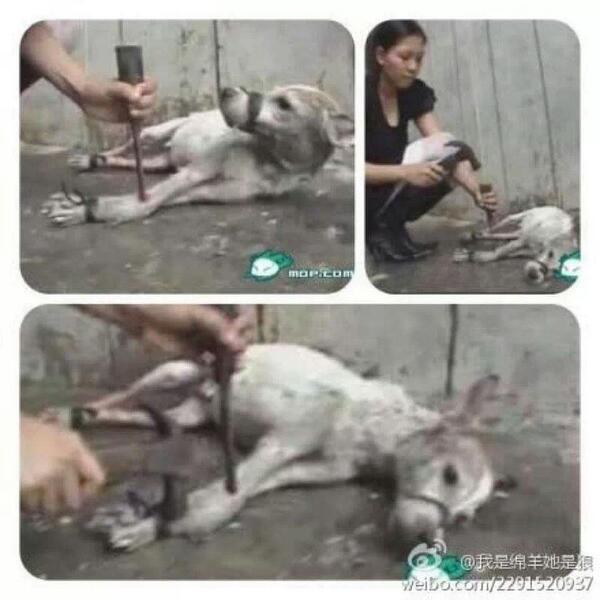 Compassion 4 Animals on Twitter: Compassion 4 Animals on Twitter: