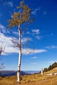 libazzy's tweet image. I DO NOT LOOK LIKE THAT! @Silver_Wolf_007 #tallpeopleproblems #AspenTree #NotAdorableJustAspen