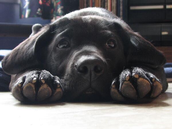 gianjori's tweet photo. i want chuu. http://t.co/8TVTLm9xDs