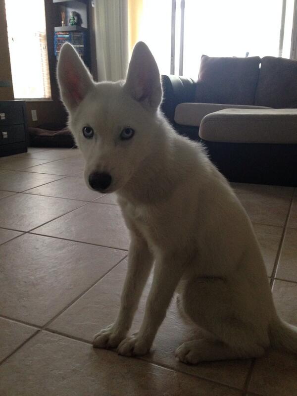 LightningHusky's tweet image. 5 months old! #husky #huskypuppy #puppy