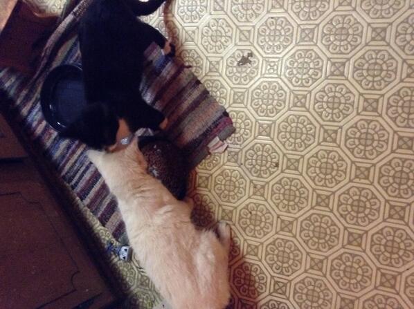catinacast's tweet photo. Am I Finally Fitting In? http://t.co/9P1MMgtgww