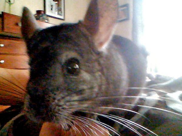 shfluff's tweet image. Have a happy Thanksgiving everyone!