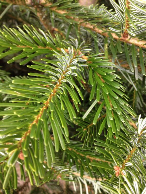bcearmstrong's tweet photo. CHRITSMAS TREES are in stock now! Get yours whilst stocks last! #christmastree #christmas #winterwonderland http://t.co/wBFhmupLHB