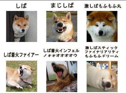 ikiterudakeOK's tweet photo. 柴犬で表現したおこ表現ｗｗ https://t.co/Xzd0WktBD5