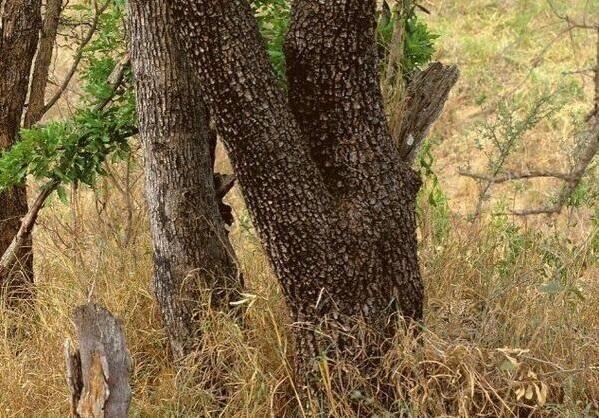 Cryptoaldia's tweet photo. RT si ves al leopardo de la foto http://t.co/oanhLGlv1G