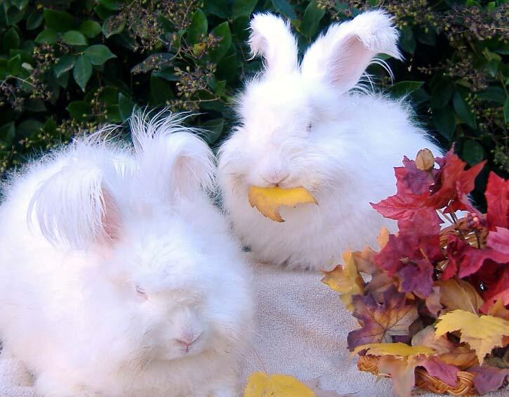 きょうのアンゴラウサギ Noangora Nolife Twitter