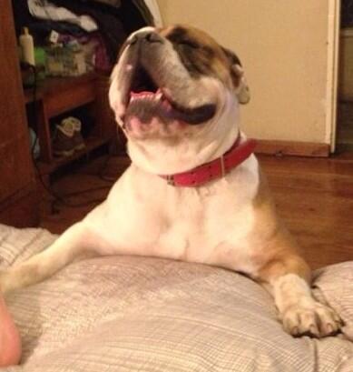 danielarrascue's tweet photo. @RadioCarolina #SacandoLaVuelta  mi perro quiere asomar el rush http://t.co/eLgTGvGE1G