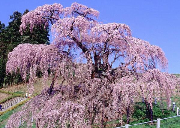 日本の観光名所bot Twitterissa 三春滝桜 福島県 福島県田村郡三春町大字滝字桜久保に所在する 樹齢推定1000年超のベニシダレザクラ 紅枝垂桜 の巨木 国の天然記念物であり 日本五大桜または三大巨桜の1つとして知られる T Co Rie6qqh1ow