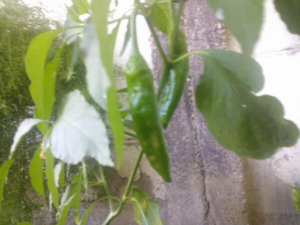 JFSBeltran's tweet photo. Chiles california http://t.co/NOtcbUMrhh
