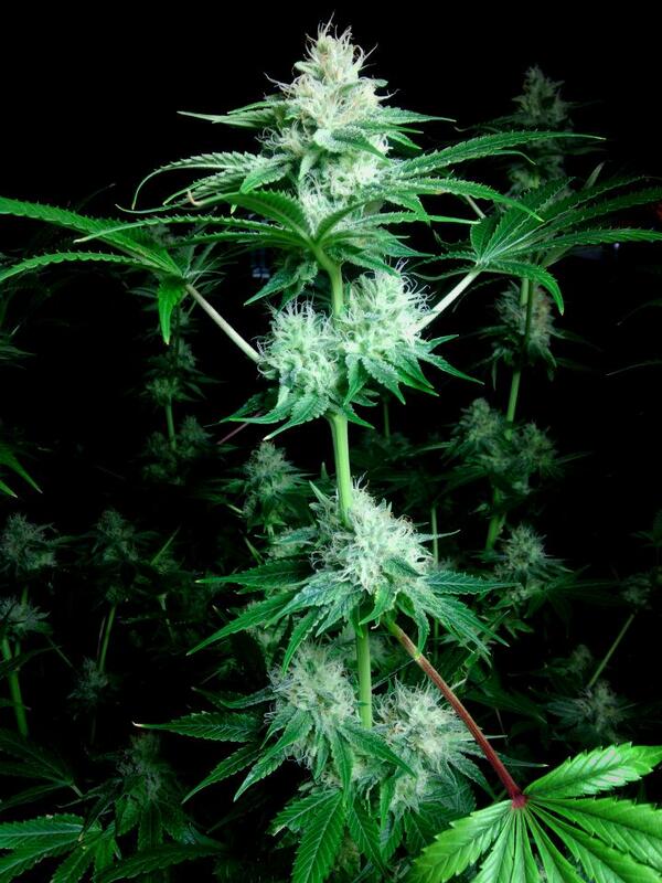 snowtill's tweet image. What would you name this strain? #mmj #marijuana #cannabis #weed #thcnation #420nation #CA #CO #WA #USA