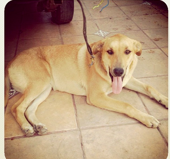 Asenji's tweet photo. @Ecotonochile perruna pérdida en Parque Central,QL Es mediana. Su pelaje es café claro. Su nombre es Dalua RT!!!!! http://t.co/6ki1DAHNff