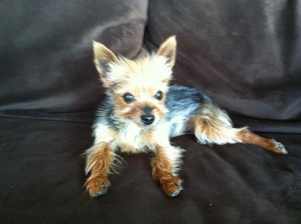 puppypadwizard's tweet image. Happy Thanksgiving everyone!  My dog, Tini, is spending the day relaxing. #woof #ThankfulForPets