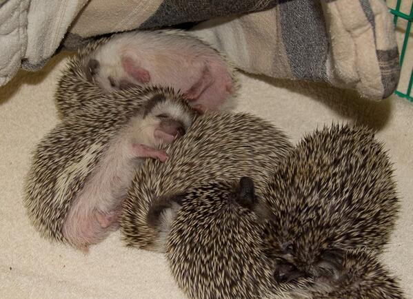 harinezumi_pics's tweet image. みんな寝てる