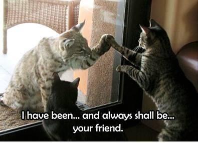 GeorgeTakei's tweet photo. Because cats. http://t.co/GKMFRcrkZy