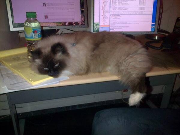 EmmaBoinot's tweet photo. Pour ou contre les #animaux au travail ? Pour ma part la réponse est claire, comment résister à une telle bouille ? http://t.co/UuqZVXRTHH