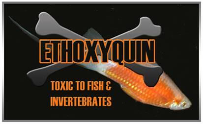 Varphil's tweet image. Vad tycker ni om Etoxikin i laxen?